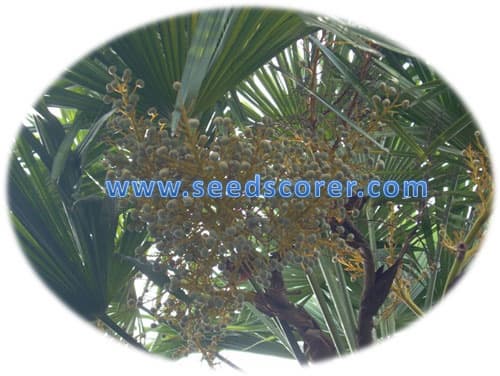 Trachycarpus Fortunei Seeds